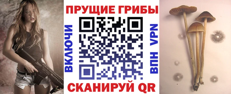 Псилоцибиновые грибы Psilocybe  Полярный 